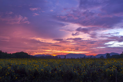 Scenic view of field against sky during sunset