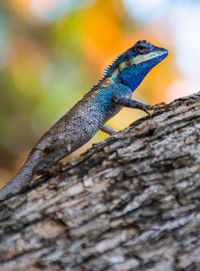 Close-up of lizard on tree trunk