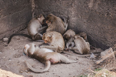 High angle view of monkey sitting on rock