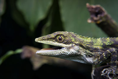 Close-up of lizard