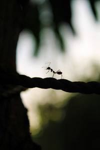 Close-up of ant on rope