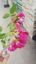 Close-up of hand holding flowers