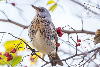 Low angle view of bird perching on branch