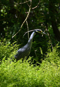 Bird perching on a tree