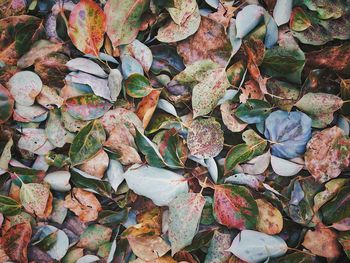 High angle view of maple leaves fallen on plant