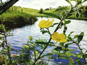 Close-up of yellow flowers blooming outdoors