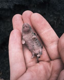 Cropped image of person holding young mole