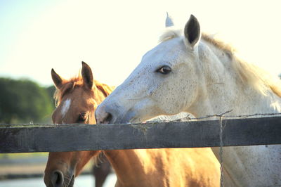 Close-up of horses by fence against sky