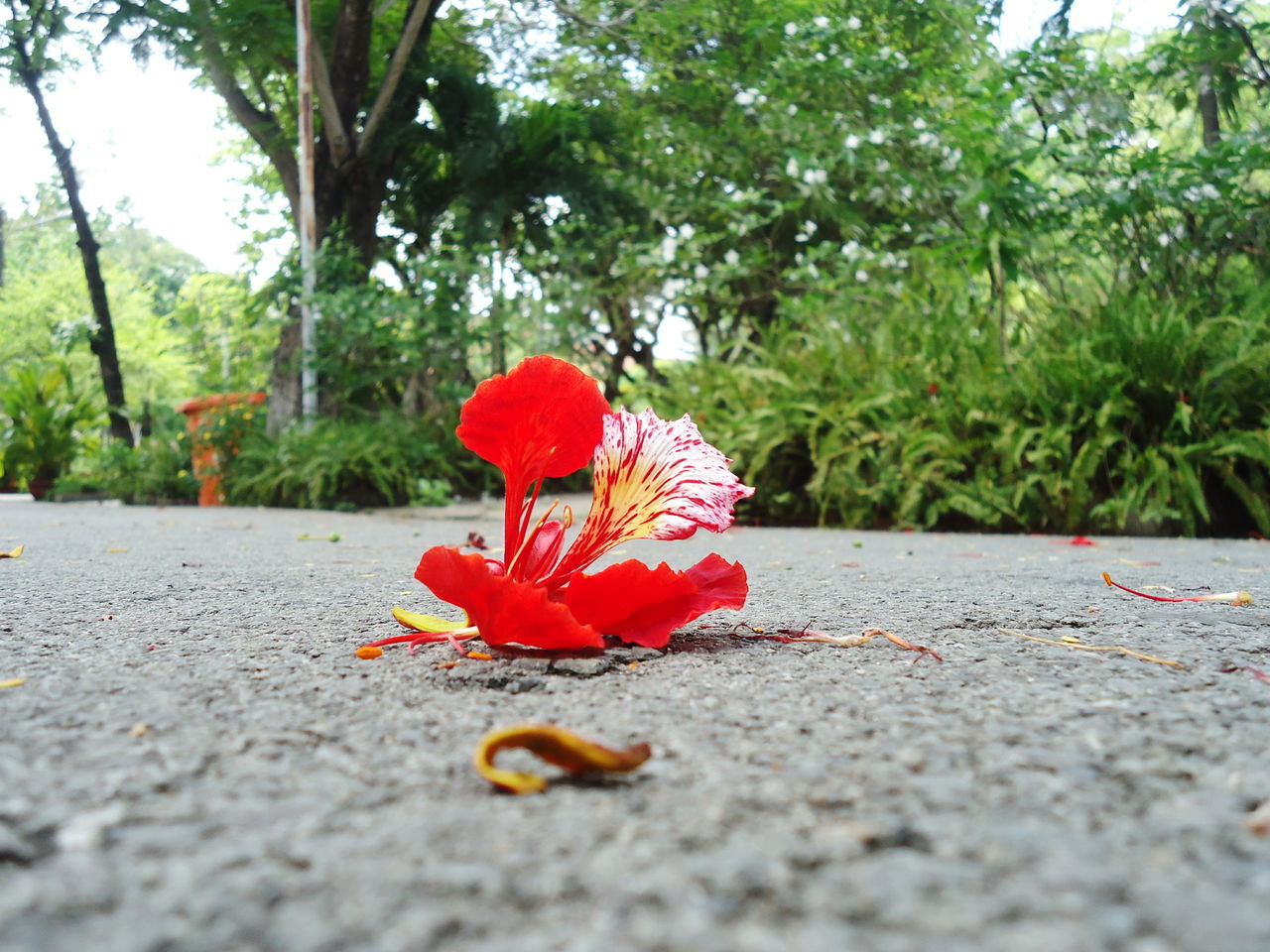 red, flower, petal, growth, fragility, flower head, nature, tree, plant, beauty in nature, selective focus, surface level, close-up, day, focus on foreground, no people, outdoors, blooming, tranquility, in bloom, green color, the way forward, blossom, pollen, botany, pink color, park