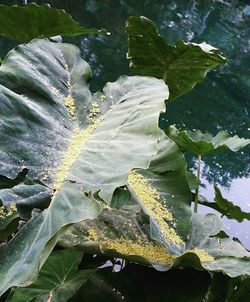 leaf