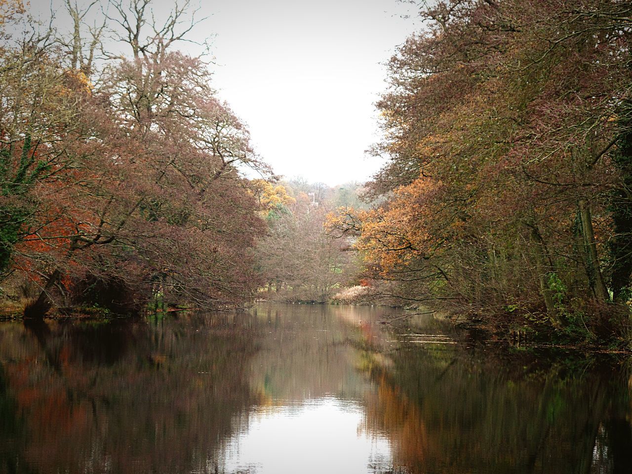 autumn, reflection, tree, nature, tranquil scene, tranquility, change, beauty in nature, scenics, lake, no people, leaf, idyllic, outdoors, water, day, landscape, forest, sky