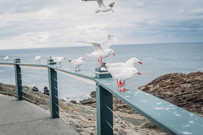 Seagulls on beach