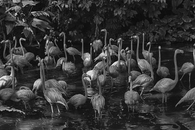 Swans swimming in lake
