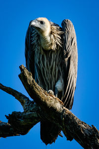 Vulture sitting on branch - kruger national park south africa