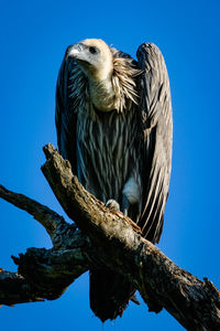 Low angle view of eagle perching on tree