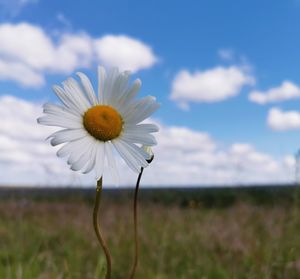 Close-up of white flower on field against sky