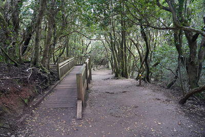 Empty footpath amidst trees in forest