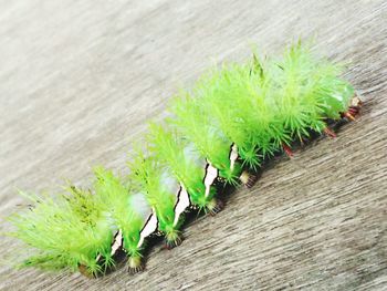 Plant growing on wooden floor