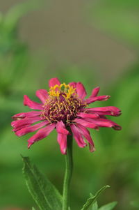 Close-up of pink flower