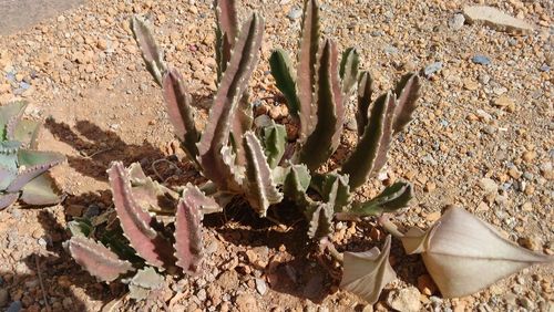 Close-up of prickly pear cactus