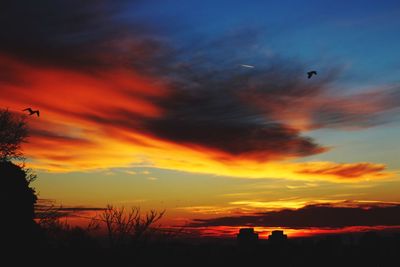 Silhouette trees against sky during sunset