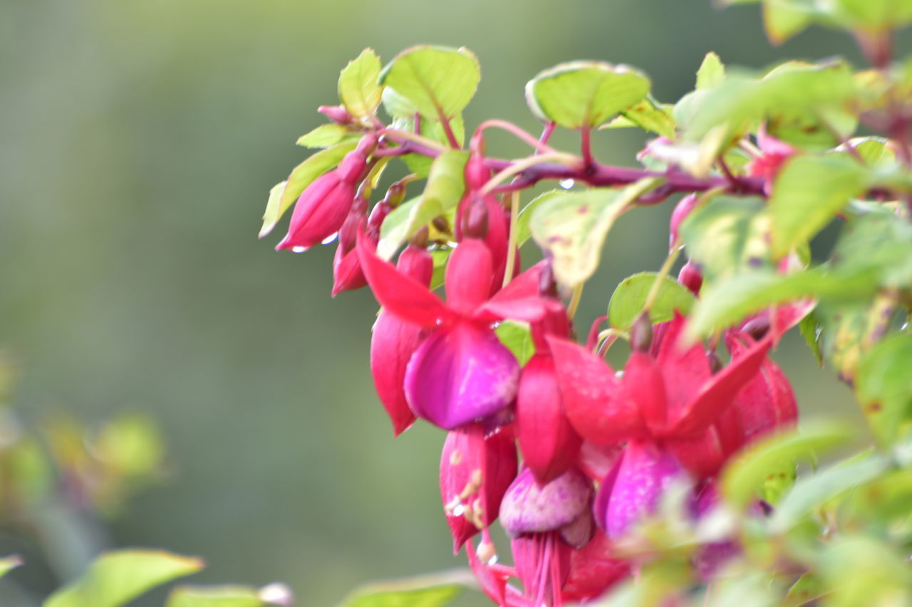 CLOSE-UP OF PINK FLOWER