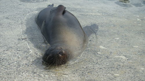 High angle view of sea lion on beach