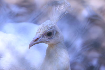 Close-up of a bird