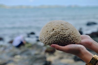 Close-up of cropped hands holding coral at beach