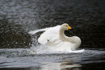 White swan swimming in lake