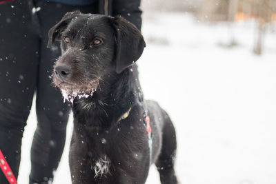 Close-up portrait of black dog