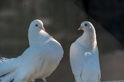 Close-up of doves perching outdoors