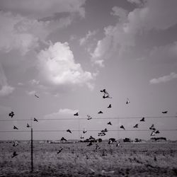 Birds flying over sea against sky