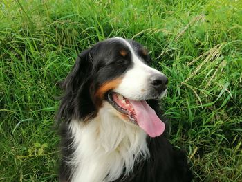 Dog looking away on field