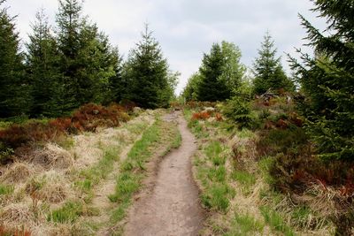 Footpath amidst plants and trees against sky