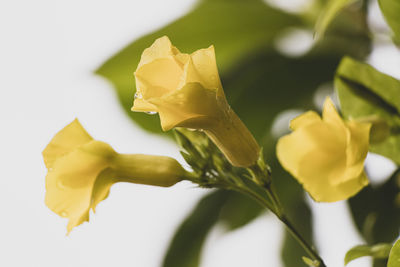 Close-up of yellow flowering plant against white background