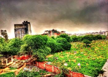 Plants growing on field against buildings