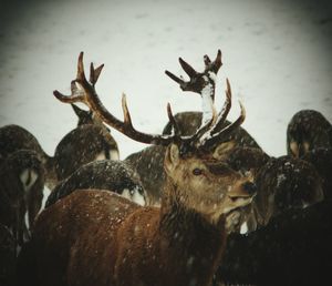 Close-up of deer