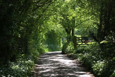 Footpath amidst trees in forest