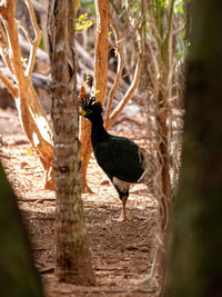 View of bird on tree