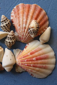 High angle view of shells on floor