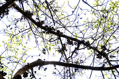 Low angle view of tree against sky