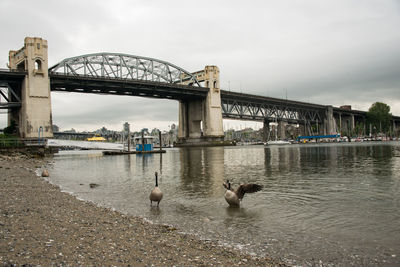 Swans on bridge over river against sky