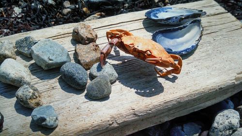 High angle view of crab on rock