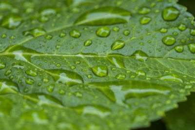 Close-up of wet leaves on rainy day