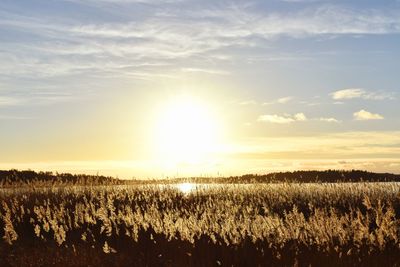 Scenic view of field against sky during sunset