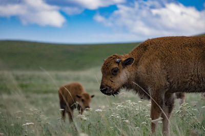Great american bison calf