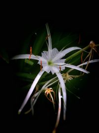 Close-up of white flowers