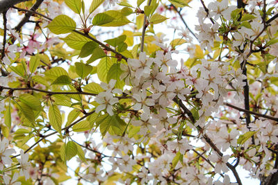 Low angle view of flowers on tree