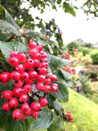 Close-up of cherries on tree